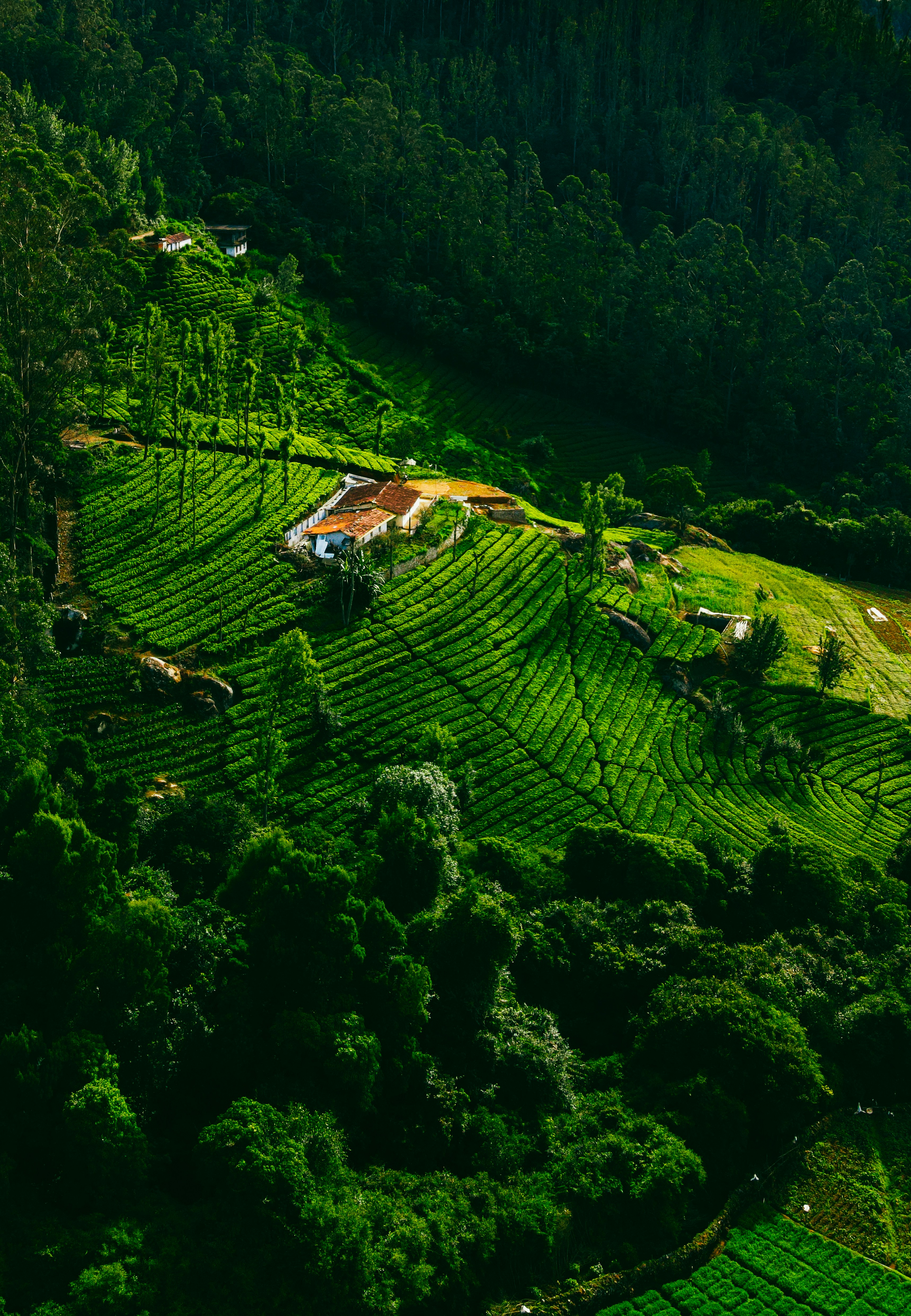 Mysore Coorg Ooty Family Escape