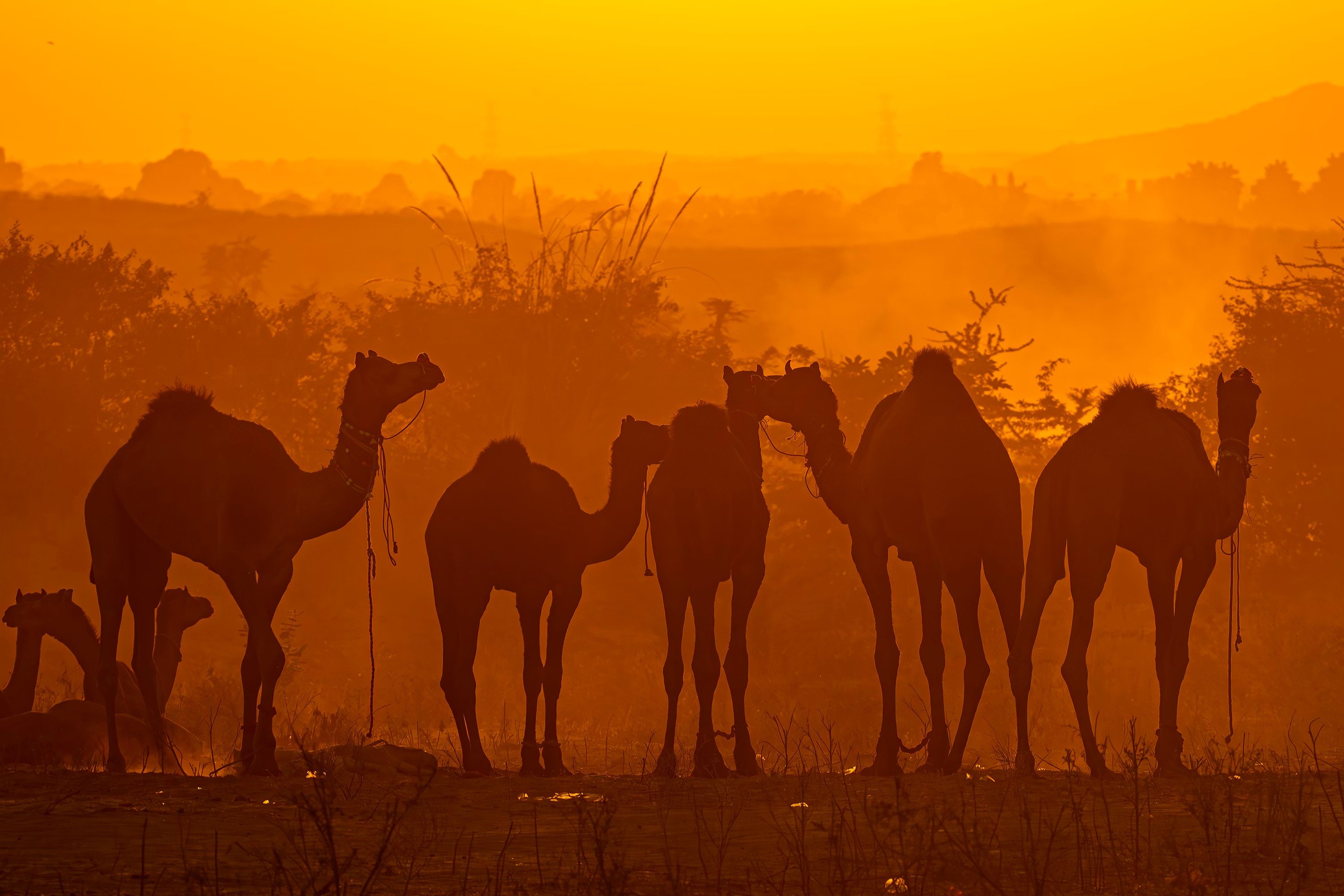 Pushkar Tour Package